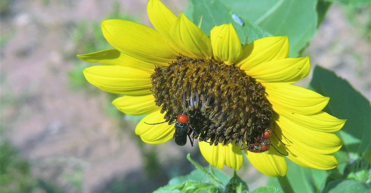 Sunflower